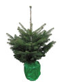 Nordmannsgran juletræ H: 60-80 cm